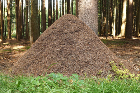 Störzone: Wasseradern, geopathische Belastungen, Gitternetze, schädliche Stoffe Geopathische Belastungen wie Wasseradern, Hartmanngitter oder Currygitter, schädliche Stoffe wie Asbest, Schimmel.